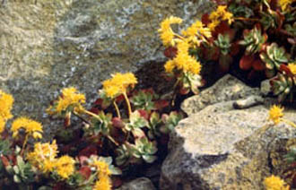 Sedum palmeri